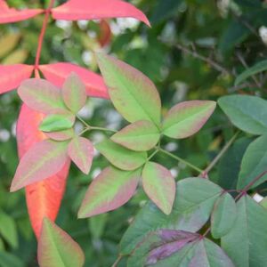 Nandina domestica 100-125 cm